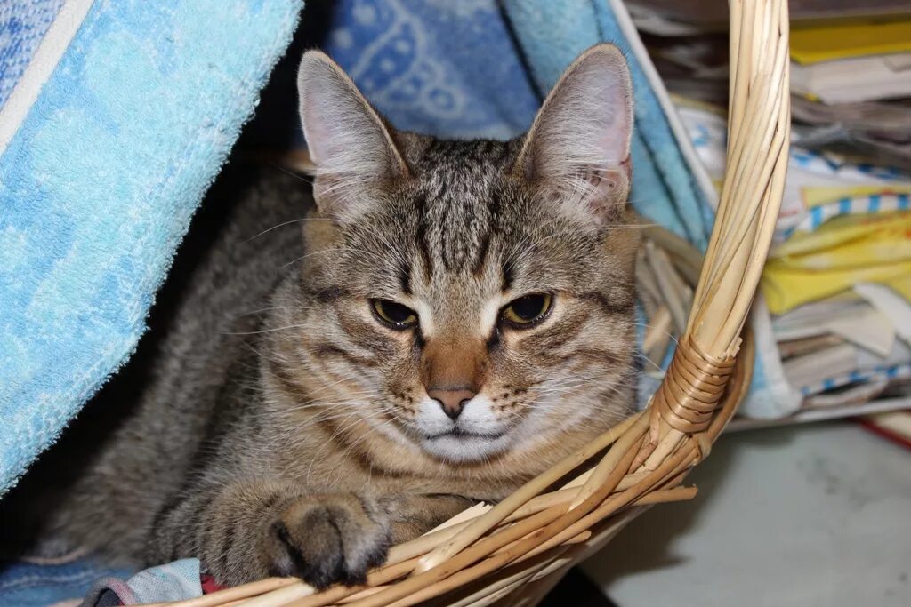 Покажи фотки барсика. Кошка барсик. котенок котенок барсик. барсик белорусский. кот похож на барсика.