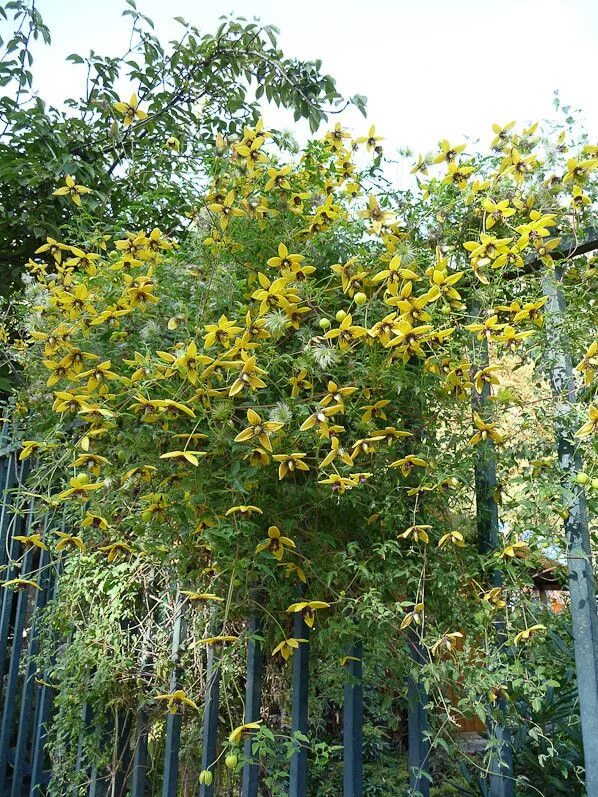 Clématite tangutica 'Golden tiara ®' Kugotia - Clematis tangutica - Le Jardin du