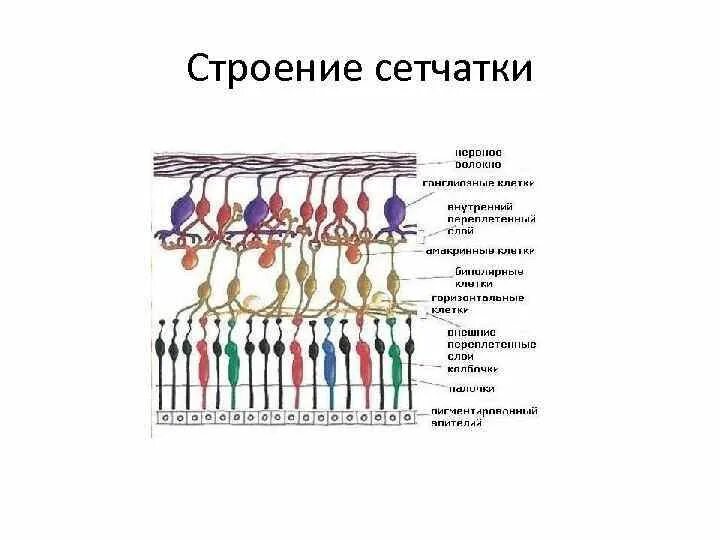 Строение сетчатки рисунок. Структура сетчатки глаза физиология. Строение и функции сетчатки физиология. Шмидт физиология строение сетчатки. Сетчатка глаза физиология.