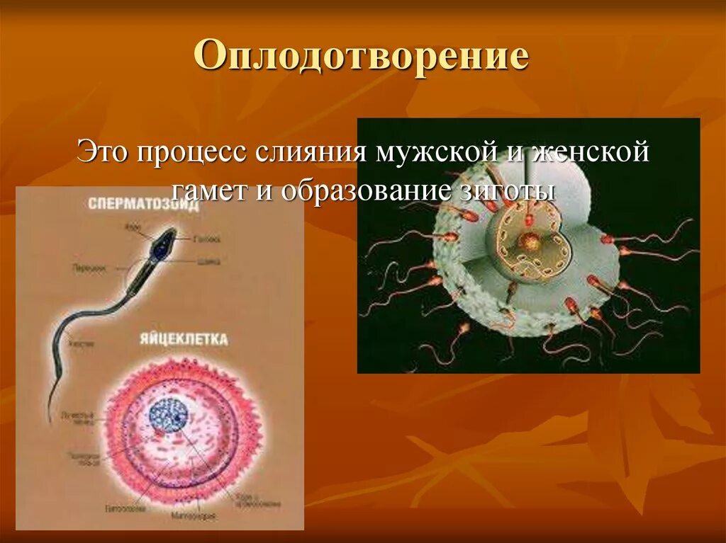 Процесс оплодотворения у человека