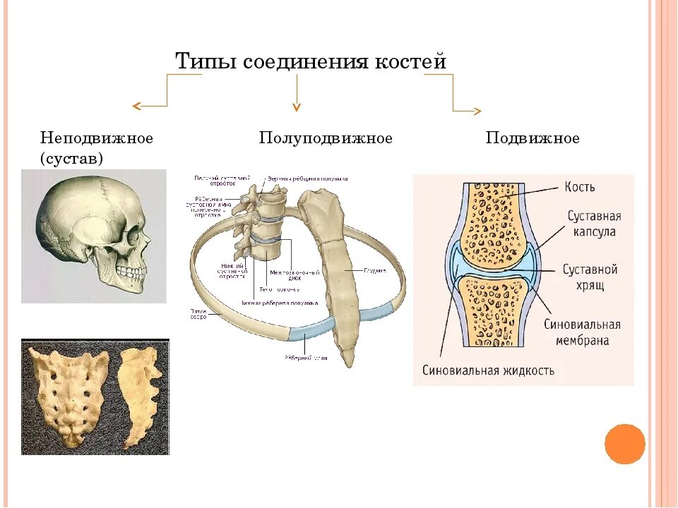 Функции соединения костей. Таблица полуподвижные соединения костей. Соединение костей неподвижные полуподвижные. Соединение костей неподвижные полуподвижные суставы. Строение неподвижного соединения костей.