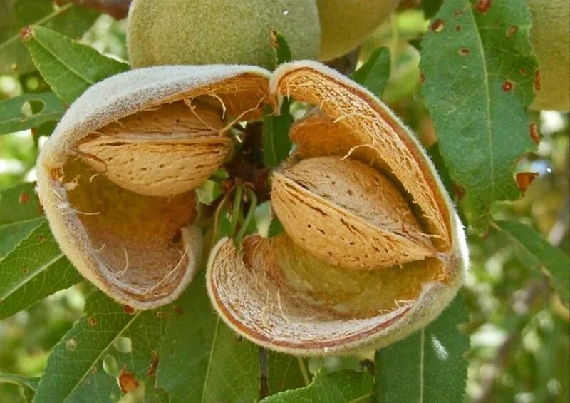 Миндаль обыкновенный (Amygdalus communis). Миндаль обыкновенный (Prunus Dulcis). Миндаль обыкновенный (a. communis). Однокостянка плод миндаль.