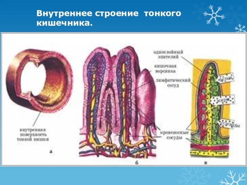 Внутренняя поверхность кишечника. Строение ворсинки кишечника. Слизистая оболочка кишечника. Кишечные ворсинки. Ворсинки тонкого кишечника анатомия. Строение стенки толстой кишки микроворсинки.