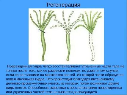Какое животное обладает способностью восстанавливать утраченные