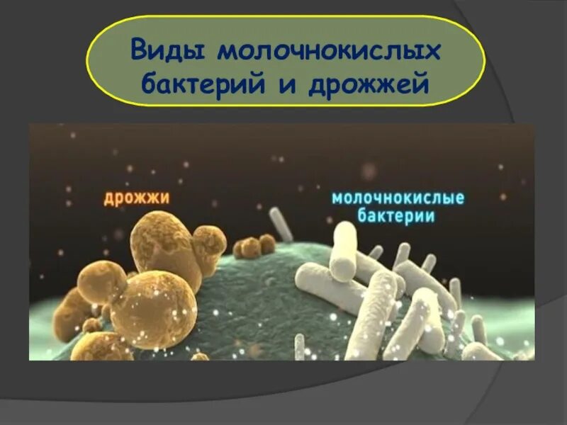 Одноклеточные грибы дрожжи кратко. Одноклеточные дрожжи. Молочные бактерии. Грибы дрожжи описание. Дрожжевые и дрожжеподобные грибы.
