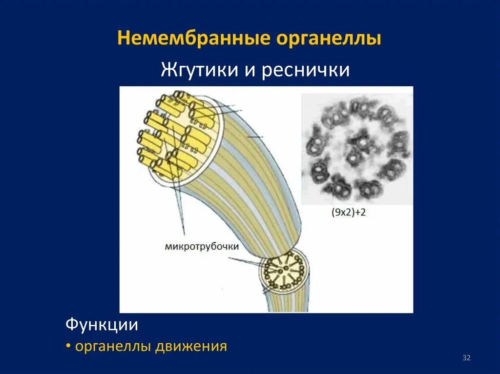 Органеллы передвижения. Строение жгутика микротрубочки. Органоиды движения микротрубочки. Жгутик мембранный органоид. Немембранные органеллы функции.