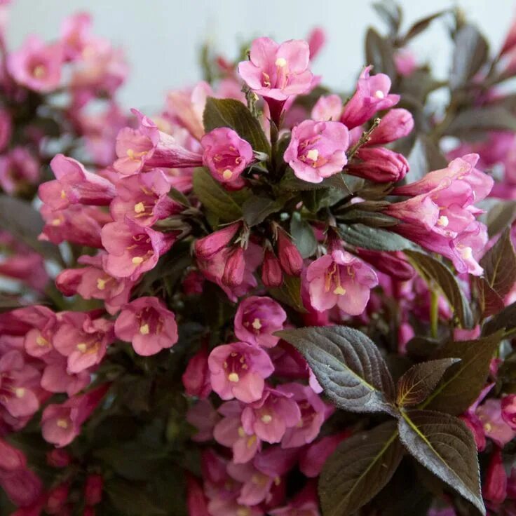 Weigela hybrida smena. Вейгела all summer peach. Вейгела cherry love. Вейгела кустарник лав. Вейгела черри лав.