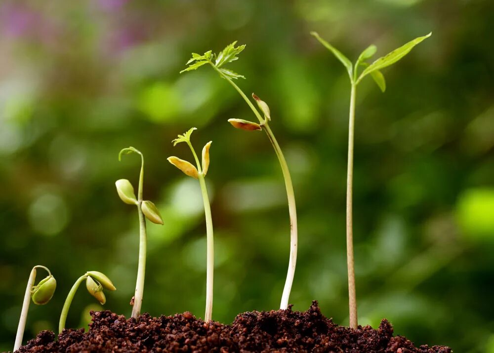 Зеленый росток. Росток. Семядоли у ростка фасоли. Ростки цветов. Семена в руке.