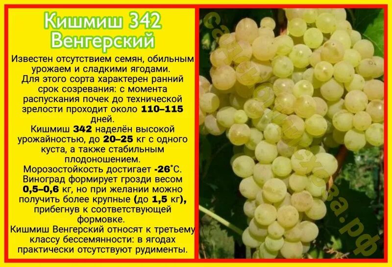 Виноград Беларуси . Лидчина . Гибридный сорт -342 . Кишмиш Венгерский. - YouTube