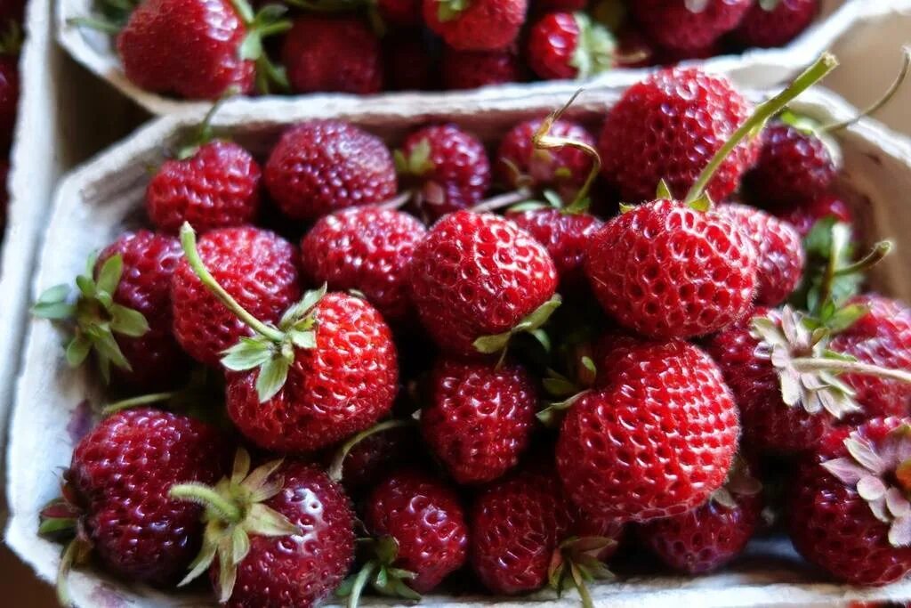 Сорт клубники бордового цвета. Земляника мице шиндлер. сорт клубники мице шиндлер. земляника садовая мице шиндлер. мизе кити шиндлер.