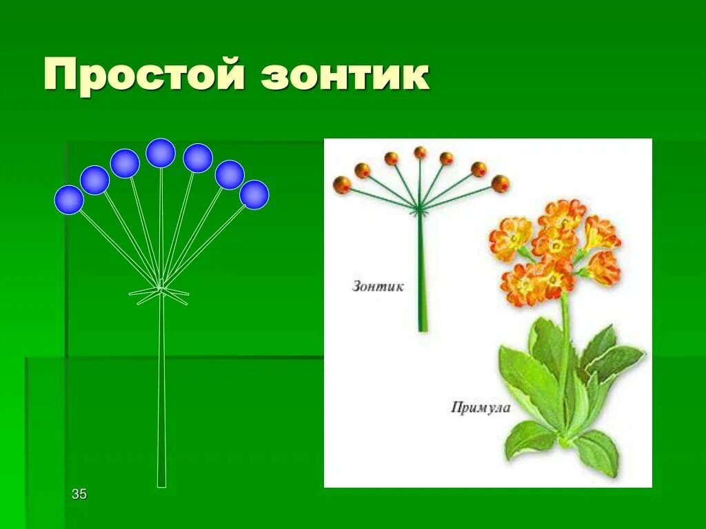 Биология соцветие зонтик. Примула соцветие. Примула Тип соцветия. Соцветие зонтик первоцвет. У каких растений зонтик