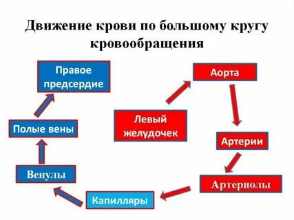 Правильная последовательность прохождения порции кислорода