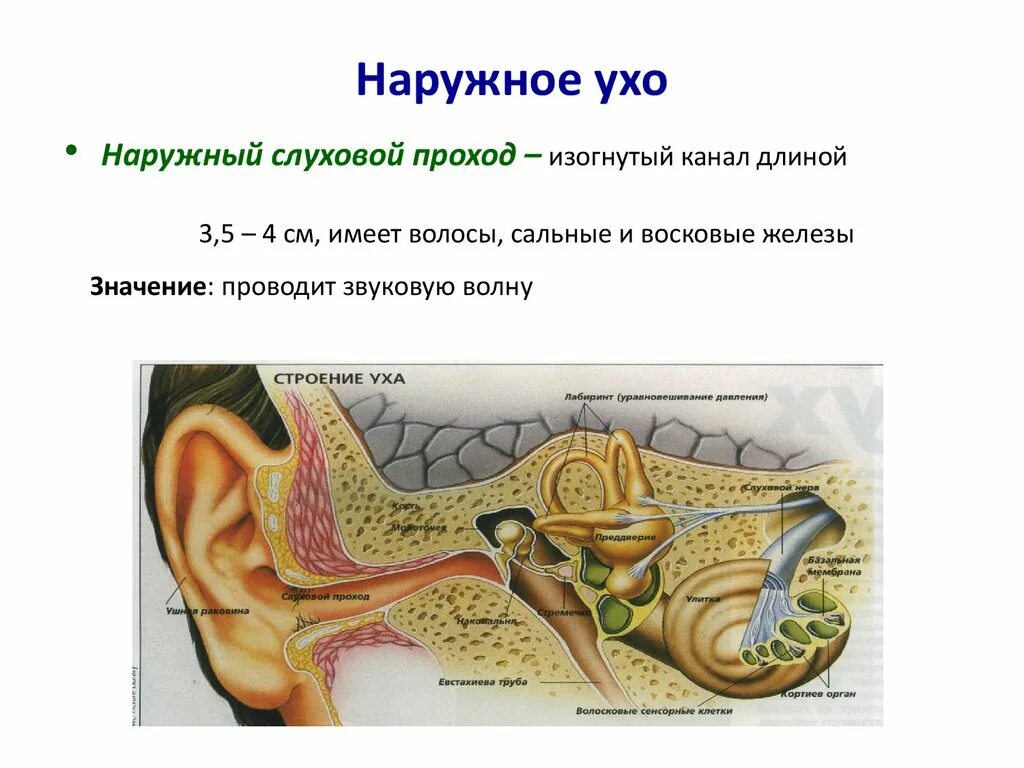 Ушная раковина какое ухо. Наружный слуховой проход анатомия строение. Строение наружного слухового прохода. Ухо строение слуховой проход. Наружное ухо строение анатомия.