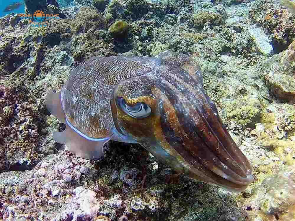 Морские головоногие моллюски. Морской монах каракатица. Головоногие каракатицы. Черноморские каракатицы. Головоногие каракатица