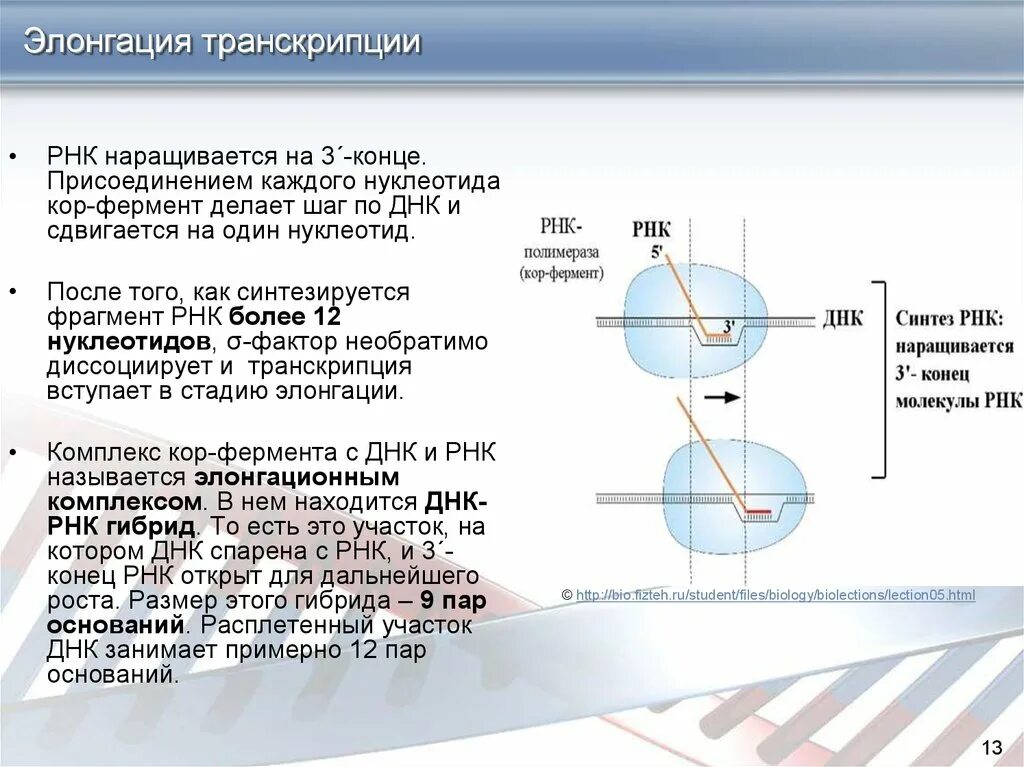 Элонгация транскрипции. Транскрипция ДНК ферменты. Факторы элонгации транскрипции. Ферменты транскрипции.