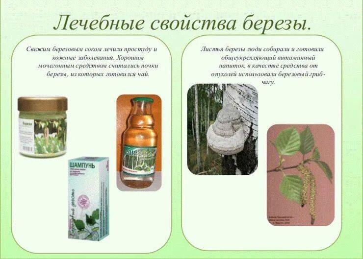 Использование листьев человеком