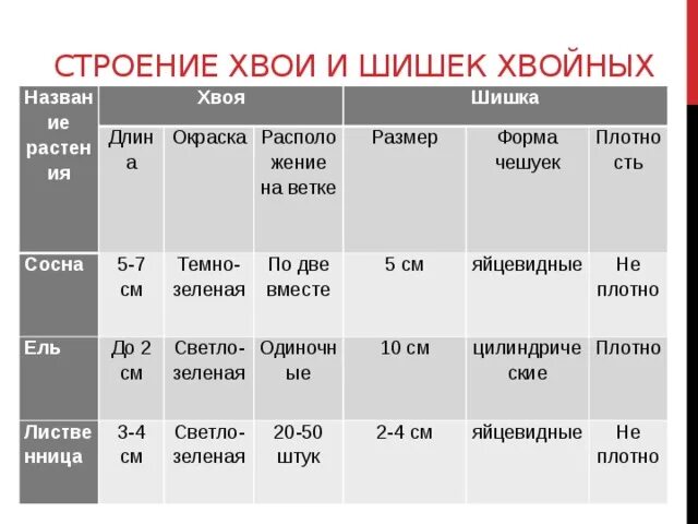 Сосна шишки размер форма плотность. Размер и форма шишки у сосны ели и лиственницы. Плотность шишки сосны обыкновенной. Размер форма чешуек плотность шишки сосны. Таблица хвойных