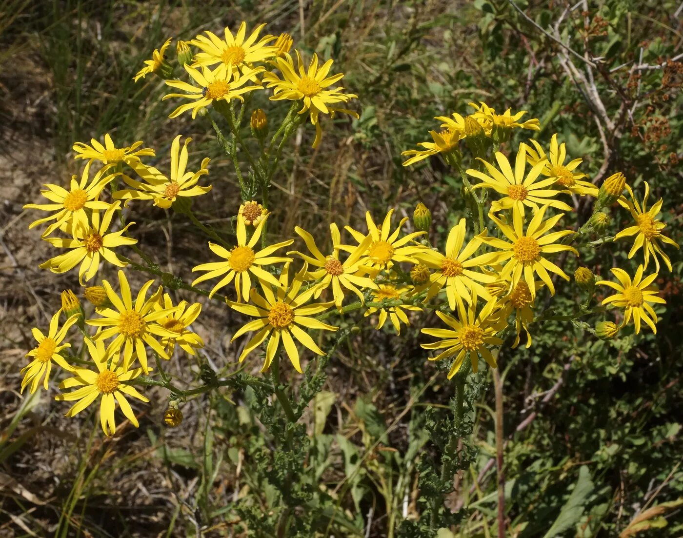 Крестовник Якова Senecio jacobaea. Крестовник Луговой растение. Jacobaea vulgaris крестовник обыкновенный. Крестовник Луговой крестовник Суходольный.