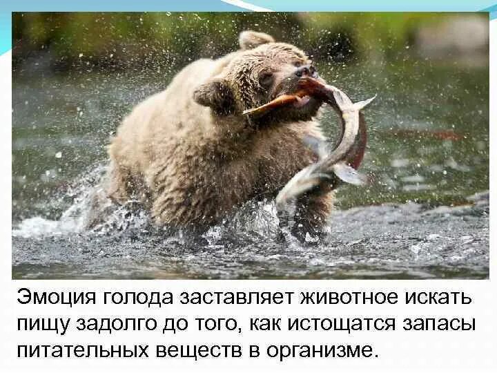 Внутренние чувства животных. Эмоции животных в рисунках и фотографиях 4 класс проект. животное ищет пищу. животное ищет еду. ежик ищет пропитание после пожара.