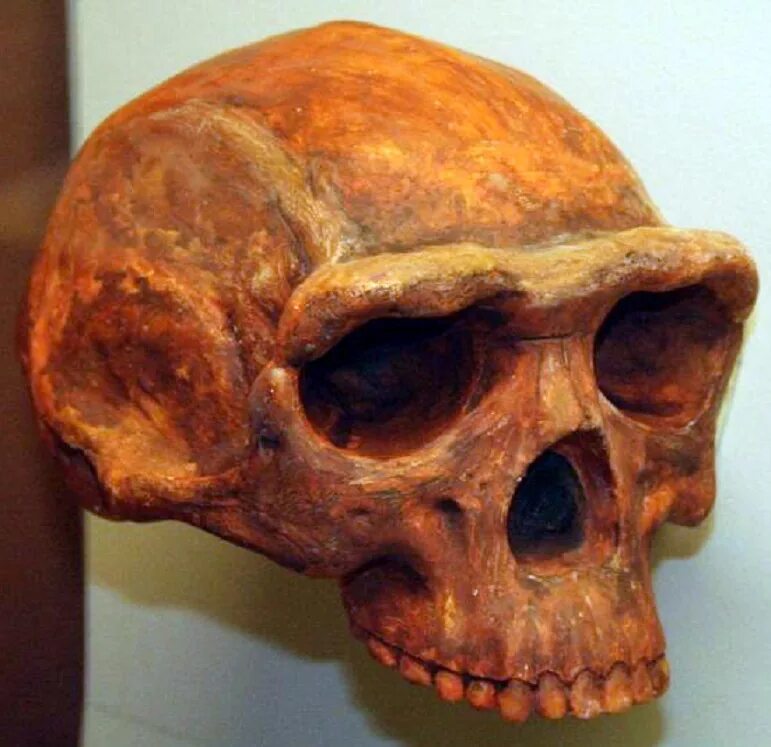 Череп древнего человека и современного. Человек прямоходящий (homo Erectus) череп.