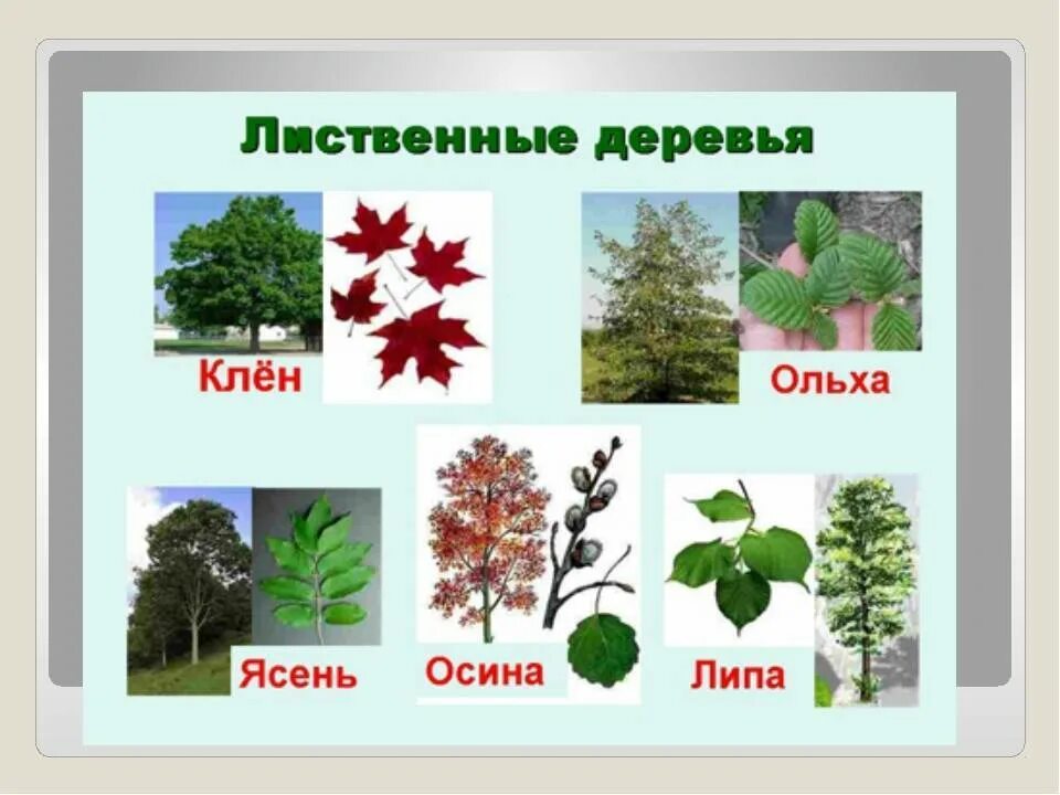 Виды листопадные деревья. Лиственные деревья названия. название деревьев и кустарников. лиственные деревья россии. лиственные деревья для детей.