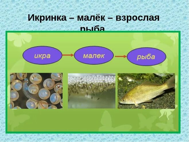 у рыб из икры появляются. размножение и развитие рыб. кто появляется у рыб из икринок. размножение рыб кратко. процесс оплодотворения у рыб.