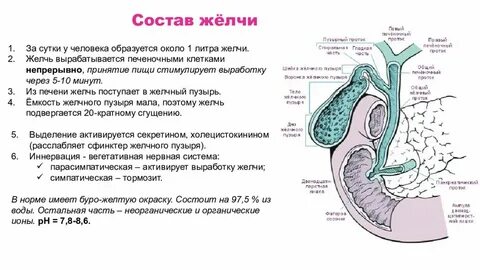 Желчь в сутки