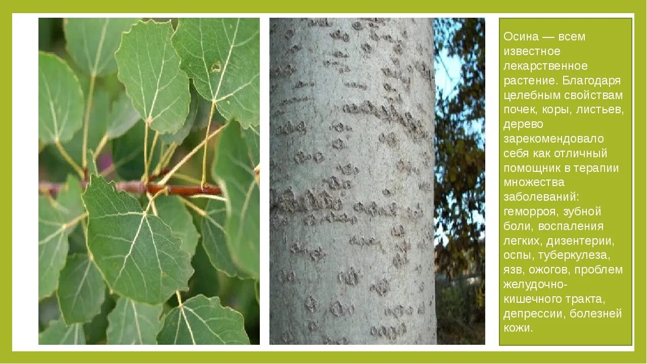 Осина обыкновенная (Populus tremula). Осина и Тополь. Тополь осиновидный. Осина польза и вред для здоровья