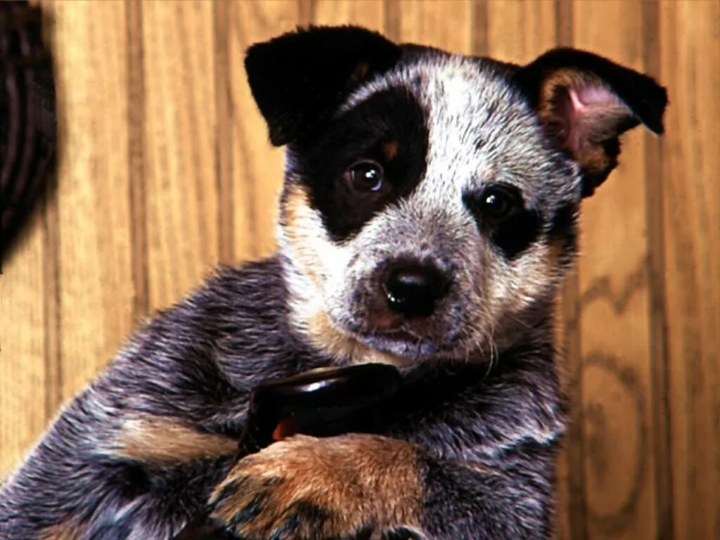 слова песенки. я просто друг. манга тайный брак господина лиса. я провожу тебя домой под звуки. прадедушка песня текст.