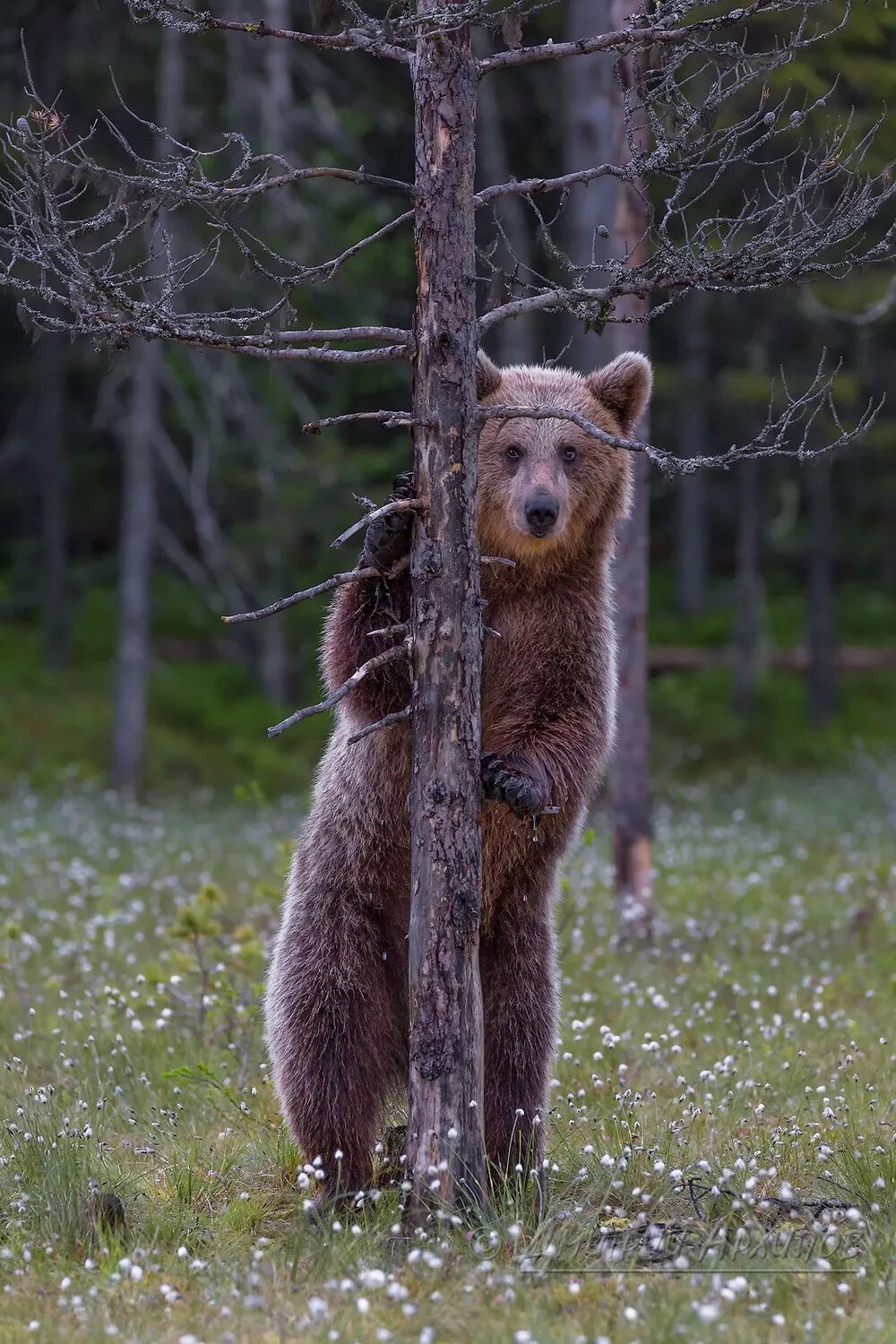 Удивленный медведь. Медведица мультфильм храбрая сердцем. Зеленый медведь. Бурый медведь сидит. Медведь удивление.