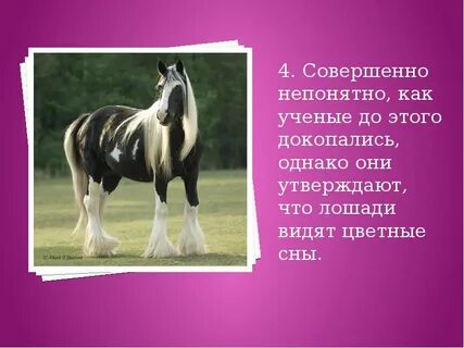 Факты о лошадях