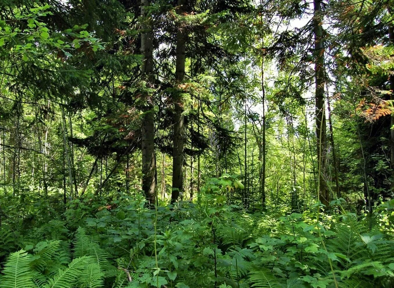 смешанные и широколиственные леса россии. деревья в лесу. появляются которые в лесу.