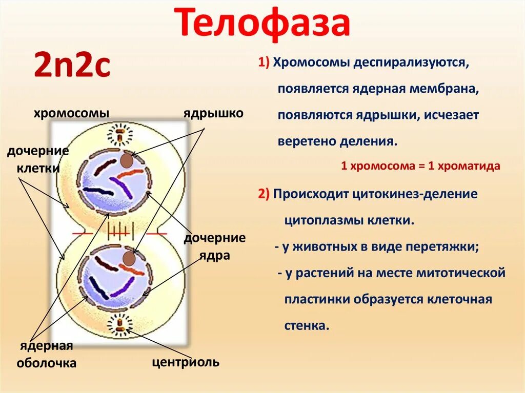 Телофаза мейоза 2. Телофаза 2 процессы. Телофаза 2 краткая характеристика. Телофаза 1. Что образуется в результате митоза