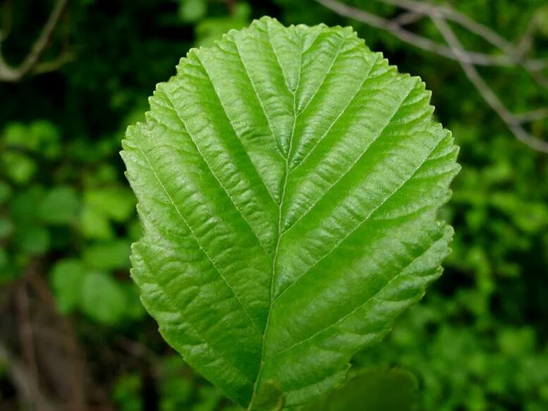 Alnus glutinosa. Ольха серая Alnus incana. Ольха сердцевидная. Лист ольхи.