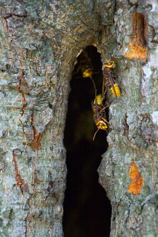 Лесные пчелы елабуга. Мед башкирии бортевое пчеловодство. Как найти пчел в лесу. Гнездо диких пчел. Как найти пчел в лесу.