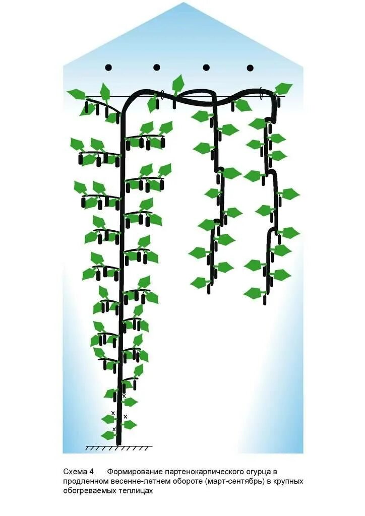 Как прищипывать огурцы в теплице. Схема пасынкования огурцов в теплице. Схема формировки огурцов в теплице. Формирование огурцов в теплице в один стебель схема. Формировка партенокарпических огурцов в теплице.