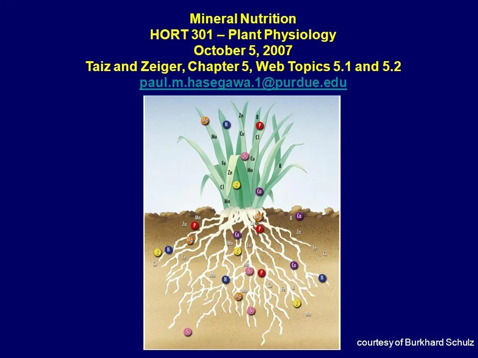 Plant physiology. Development History of Plant Physiology.. SB Plant Physiology. Mineral Nutrition of Plants.