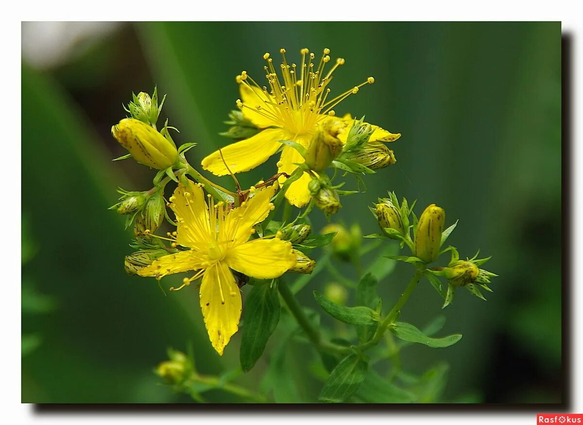 Зверобой Монбре. Зверобой Hypericum calycinum. Зверобой продырявленный ареал. Зверобой четырёхкрылый.