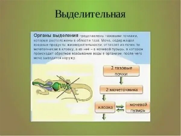 Выделение у пресмыкающихся. Строение выделительной системы пресмыкающиеся. Выделительная система пресмыкающиеся 7 класс. Строение органов выделения пресмыкающихся. Выделительная система рептилий схема.