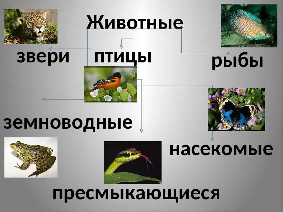 Звери птицы пресмыкающиеся рыбы животные
