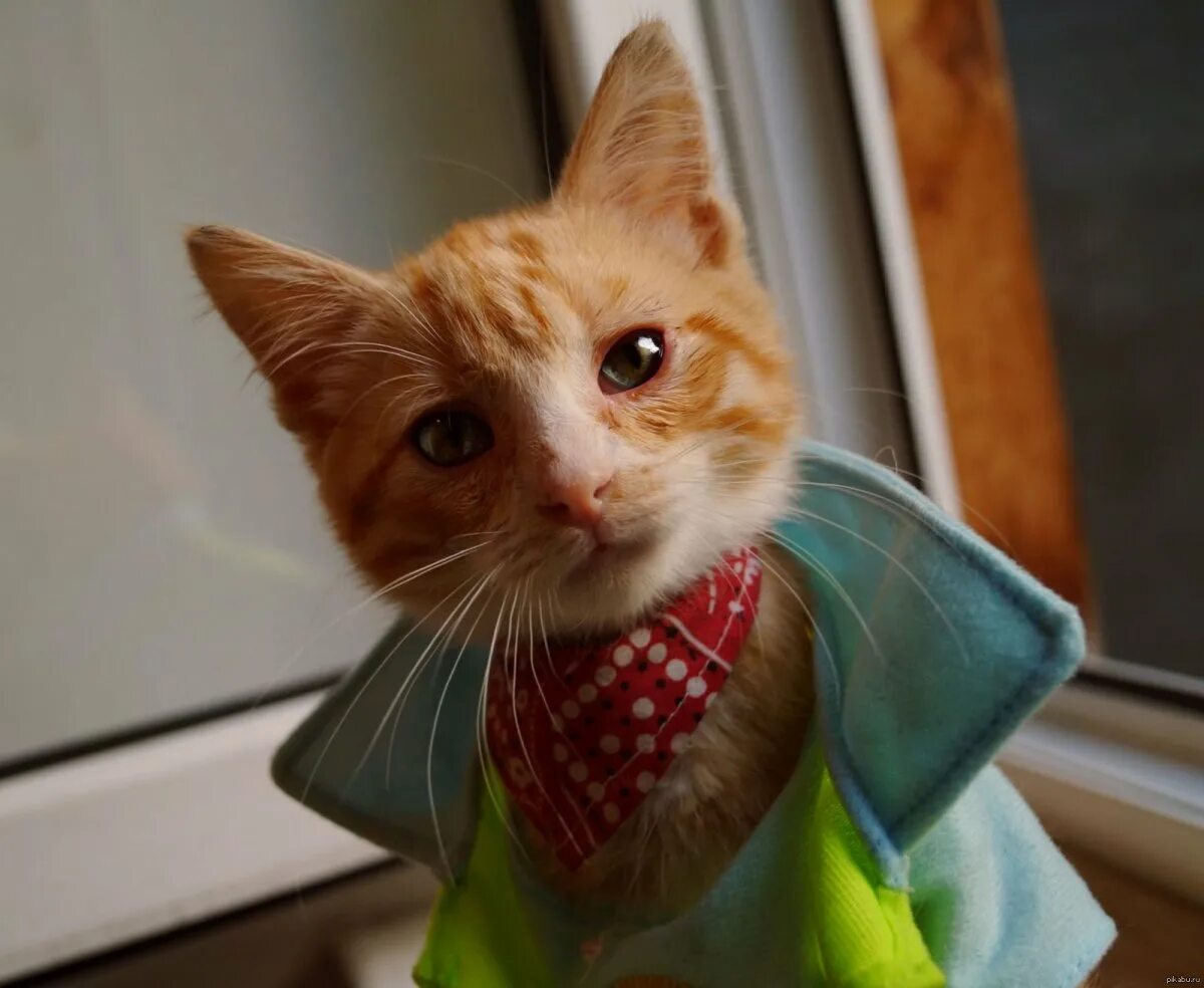 Включи такой кота. Хорошие коты. Три кота кака шка. Котик бубу заболел игра. Включи такой кота.