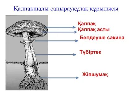 Орыс медицина студенттері порно