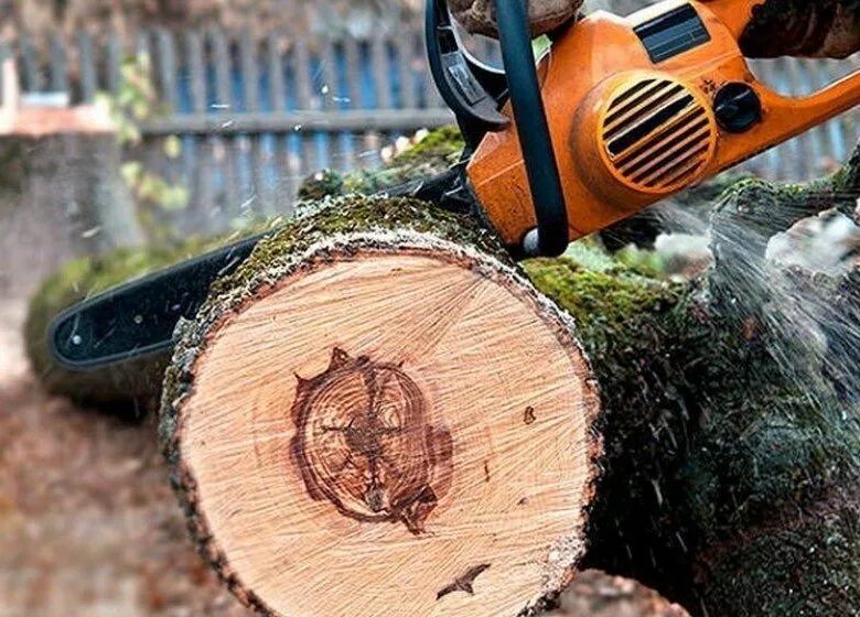 распиловка ствола дерева. распили дерево и увидели там. распиленное бревно. остатки распила дерева. распил дерева.