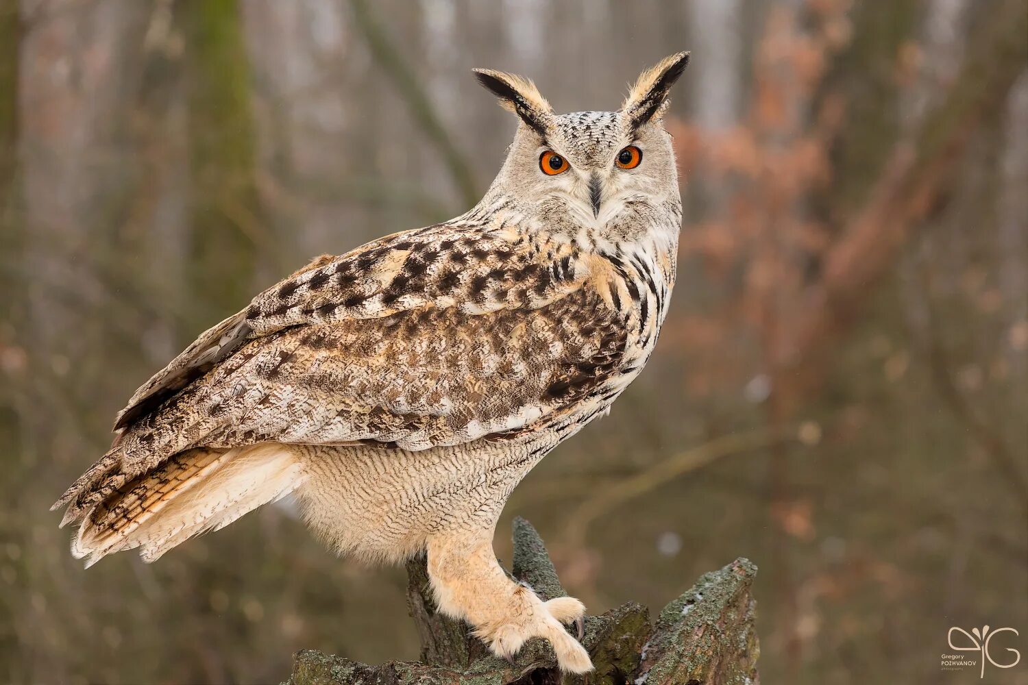 Филин фото. Филин обыкновенный (Bubo Bubo). Европейский Филин (Bubo Bubo). Филин в Ильменском заповеднике. Филин Крымский.