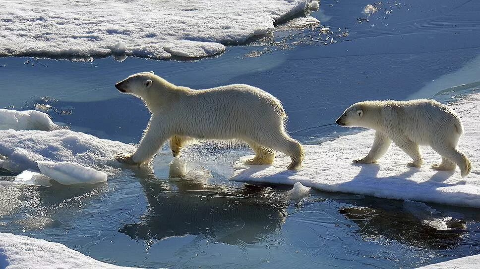 Ice animals. Остров Врангеля белые медведи. Белые медведи остров Врангеля Арктика Арктика. Белые медведи в Арктике. Новая земля животные.