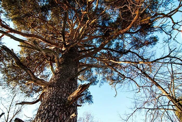 сосна остистая мафусаила. хвойный долгожитель. хвойный долгожитель. крымская сосна кологрив. беловежская пуща деревья великаны.