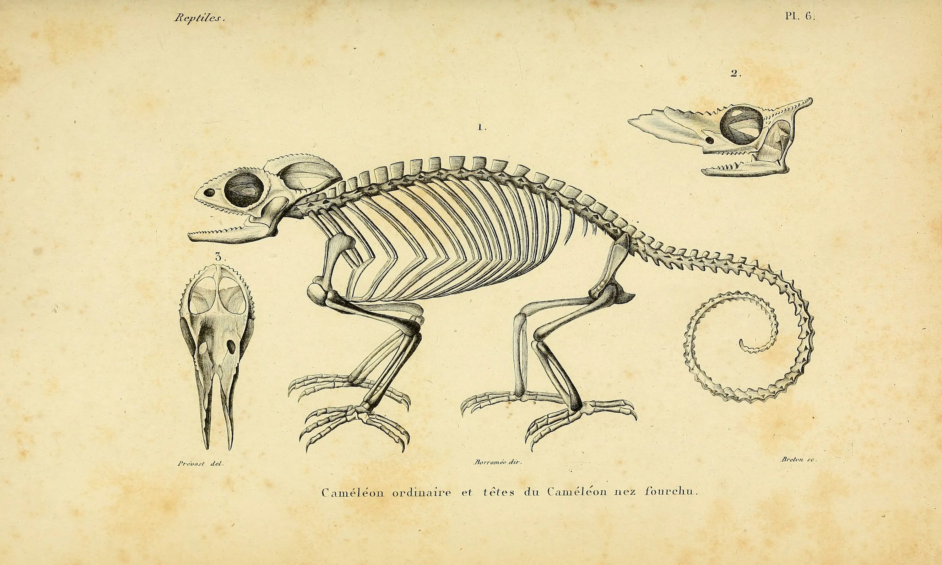 Строение хамелеона. Скелет йеменского хамелеона. Строение скелета хамелеона. Пресмыкающиеся рептилии скелет. Хамелеон строение тела.