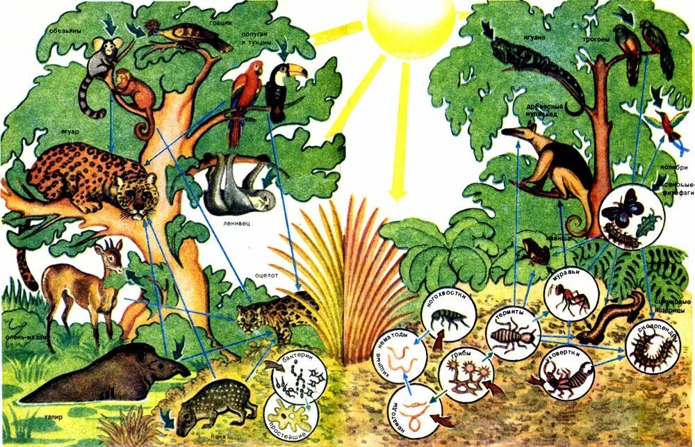 Разнообразие пищевых взаимоотношений между организмами. Биосфера биогеоценоз биоценоз. Сообщество биоценоз экосистема. Биоценоз тропический лес. Биоценоз это в биологии.