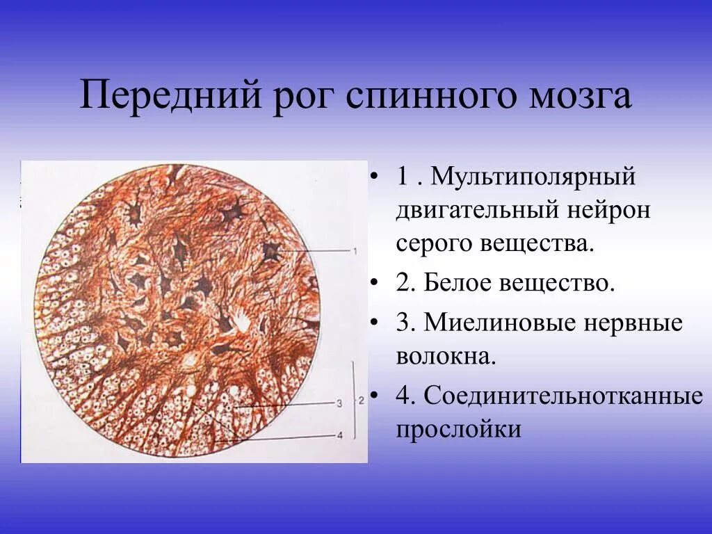 Миелиновые нервные волокна спинного мозга гистология. Мультиполярный Нейрон спинного мозга гистология рисунок. Мультиполярная нервная клетка препарат. Спинной мозг строение гистология препарат.