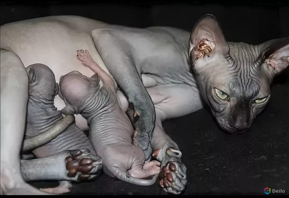 кошки вынашивают котят. беременная кошка сфинкс. беременный донской сфинкс.